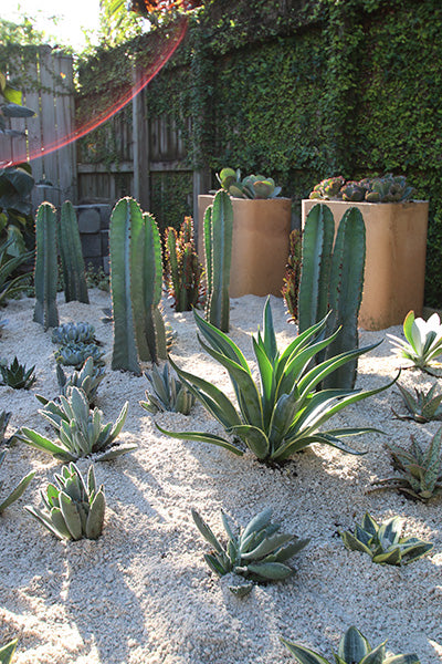 Annual Plant Show