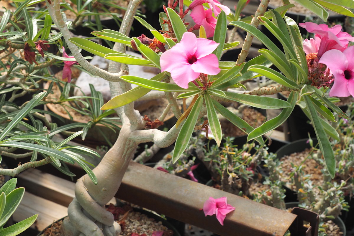 Cactus and Succulent Society of Hawaii